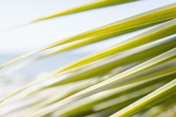 USA, Puerto Rico, Ricon, Palm leaf. 
Photo: Jamie Grill