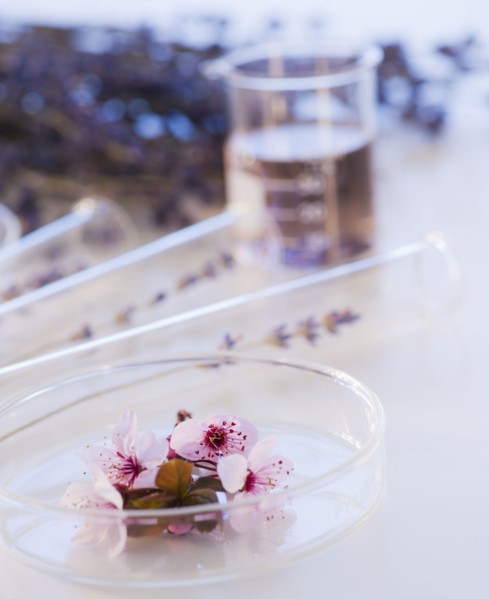 Close up of lavender and laboratory glassware, studio shot. 
Photo : Daniel Grill