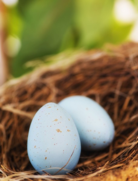 Close up of bird's eggs in nest, studio shot. 
Photo : Daniel Grill