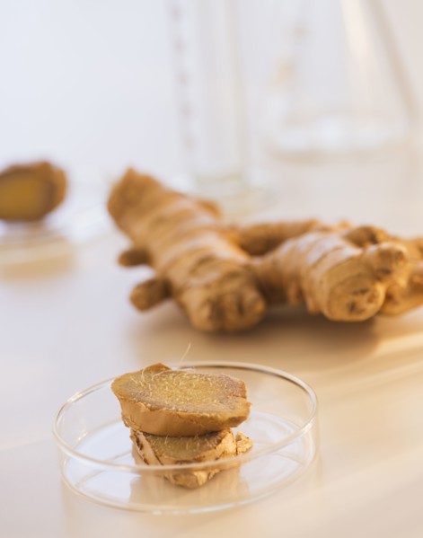 Close up of ginger root in beaker, studio shot. 
Photo : Daniel Grill