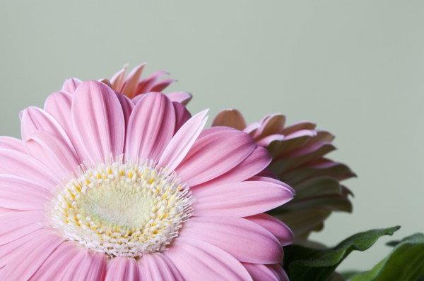 Close-up of pink daisy flower. 
Photo : Kristin Lee
