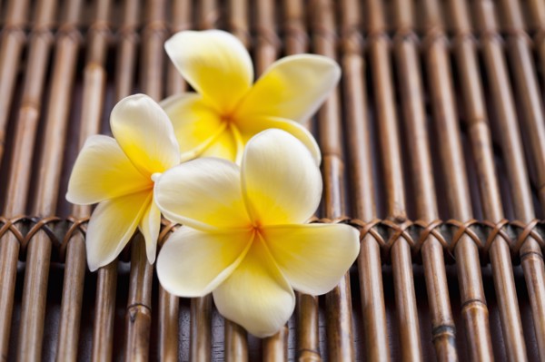 Close-up of pink plumeria flower. 
Photo : Kristin Lee