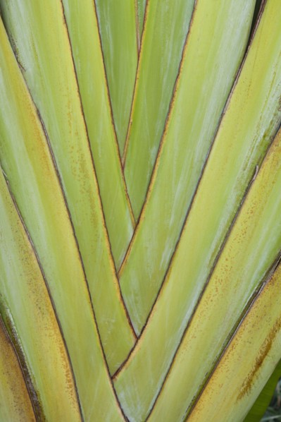 Palm tree leaves structure. 
Photo: Kristin Lee