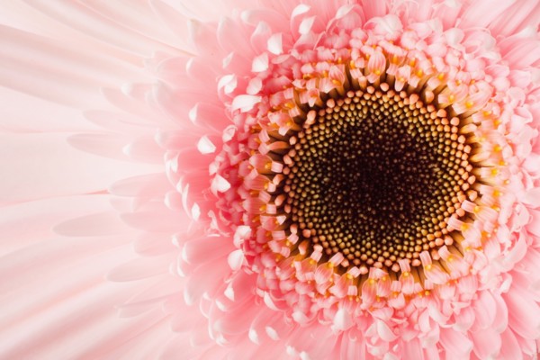 Close-up of pink daisy. 
Photo : Mike Kemp