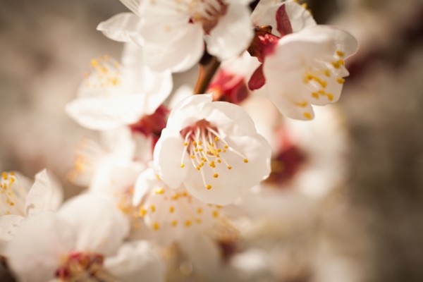 Close-up of cherry blossom. 
Photo: Mike Kemp