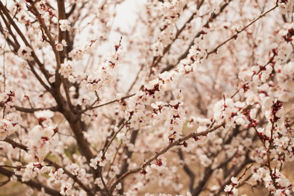View of cherry blossom tree. 
Photo: Mike Kemp