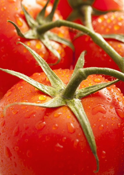 Fresh tomatoes with water drops. 
Photo : Mike Kemp