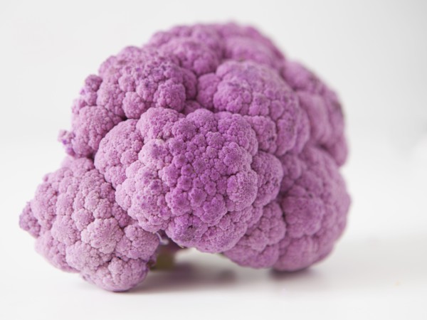Purple cauliflower on white background. 
Photo : Jessica Peterson