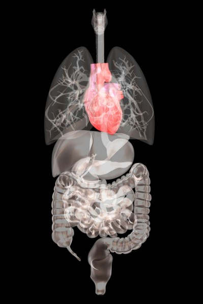 Biomedical illustration showing human internal organs. 
Photo: Calysta Images