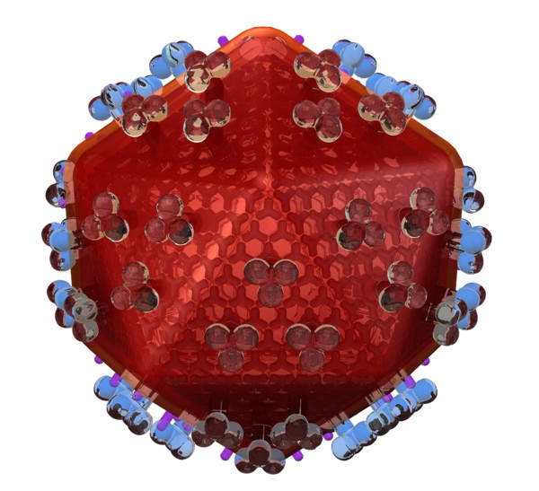 Conceptual image showing human body cell. 
Photo : Calysta Images