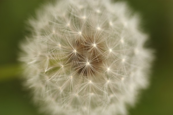 Close-up view of dandelion. 
Photo : Calysta Images