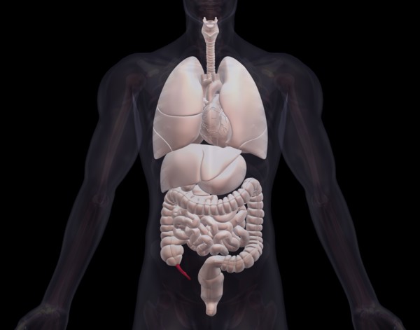 Biomedical illustration showing human internal organs. 
Photo: Calysta Images