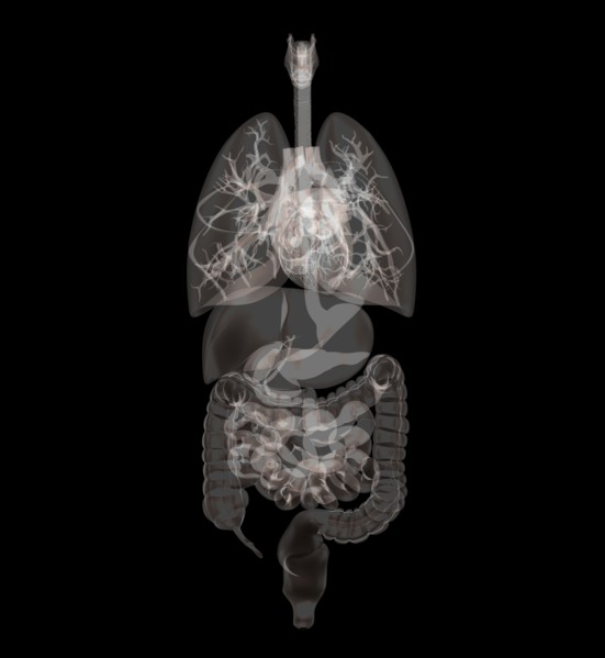 Biomedical illustration showing human internal organs. 
Photo: Calysta Images
