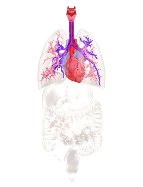 Biomedical illustration showing human heart. 
Photo : Calysta Images