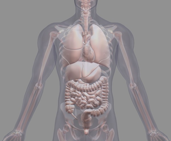 Biomedical illustration showing human internal organs. 
Photo: Calysta Images