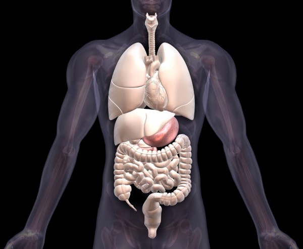 Biomedical illustration showing human internal organs . 
Photo: Calysta Images
