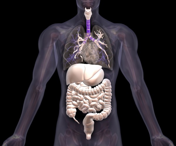 Biomedical illustration showing human internal organs . 
Photo: Calysta Images