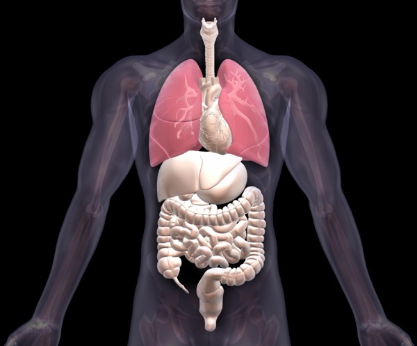 Biomedical illustration showing human internal organs with lungs indicated in red. 
Photo: Calysta