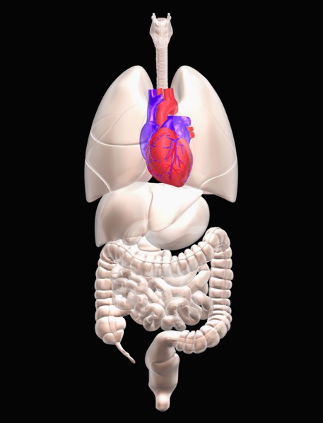Biomedical illustration showing human internal organs with heart indicated in red. 
Photo: Calysta