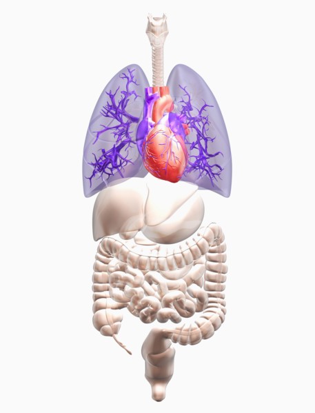 Biomedical illustration showing human internal organs with heart indicated in red and lungs in blue