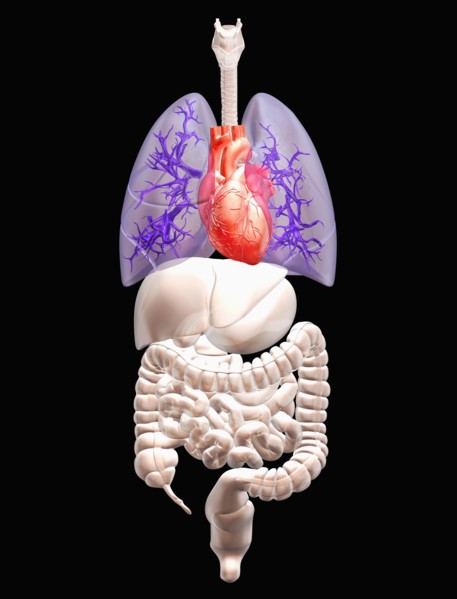 Digitally generated image of inner human organs. 
Photo: Calysta Images