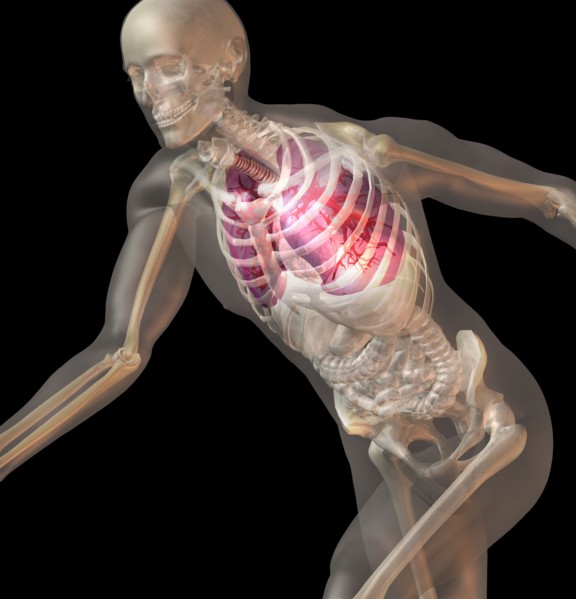 Digitally generated image of running human representation with inner human organs visible. 
Photo: