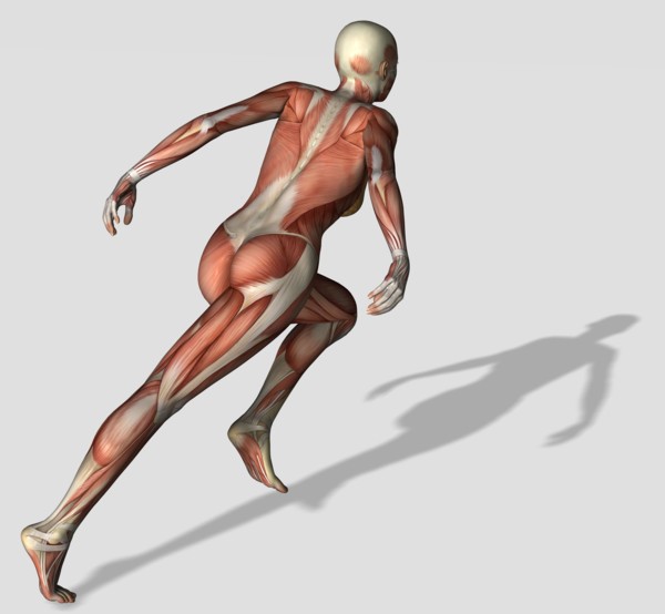 Digitally generated image of running human representation with human muscles visible. 
Photo :