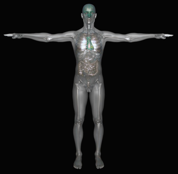 Digitally generated image of standing human representation with inner human organs visible.