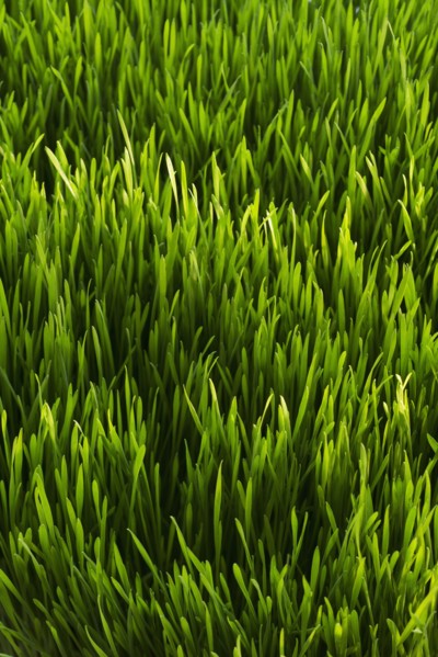 Close-up of green grass.