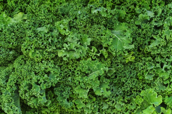 Fresh kale.