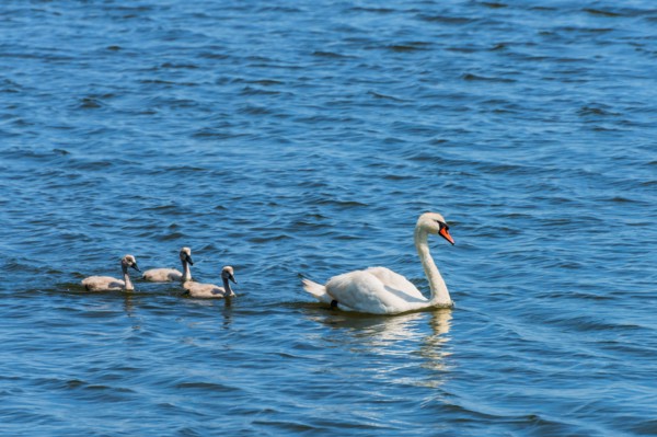 Female swan and chicks swimming in lake.