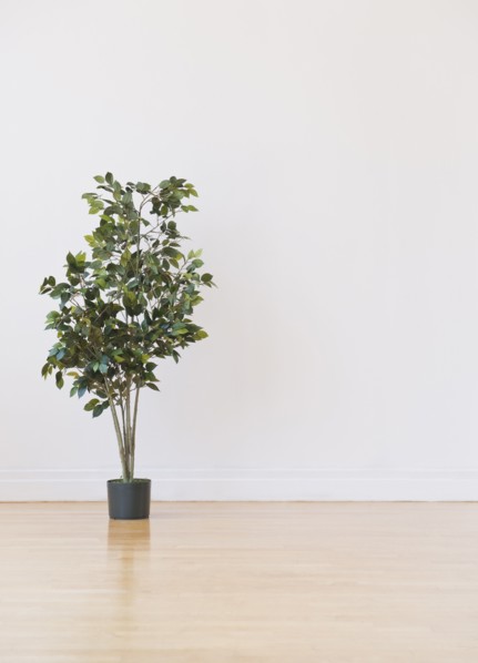 Studio shot of potted plant. Photo: Daniel Grill