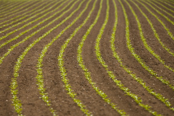 France, Rocroi, Field with sprouting corn. Photo : Mike Kemp