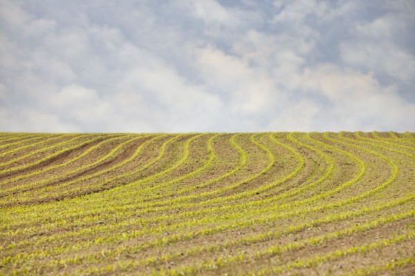 France, Rocroi, Field with sprouting croon. Photo : Mike Kemp