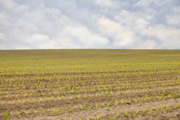 France, Rocroi, Field with sprouting corn. Photo : Mike Kemp