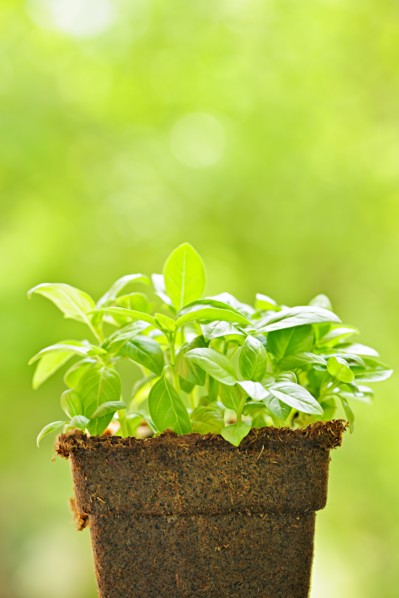 Sweet basil seedlings. Photo : Elena Elisseeva