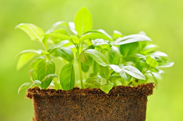 Sweet basil seedlings. Photo : Elena Elisseeva