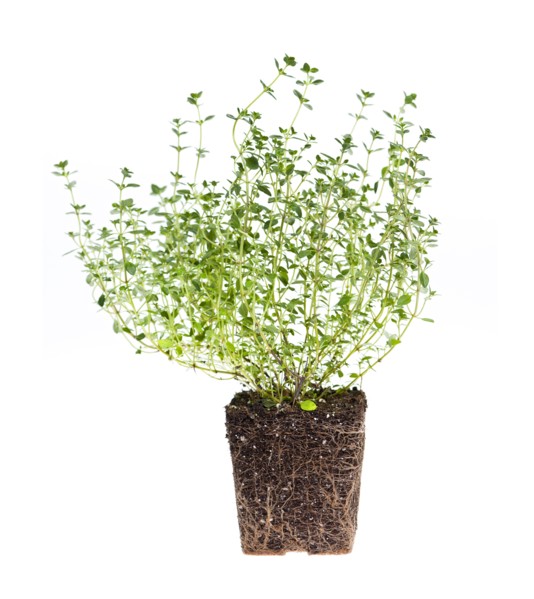 Thyme on white background. Photo: Elena Elisseeva