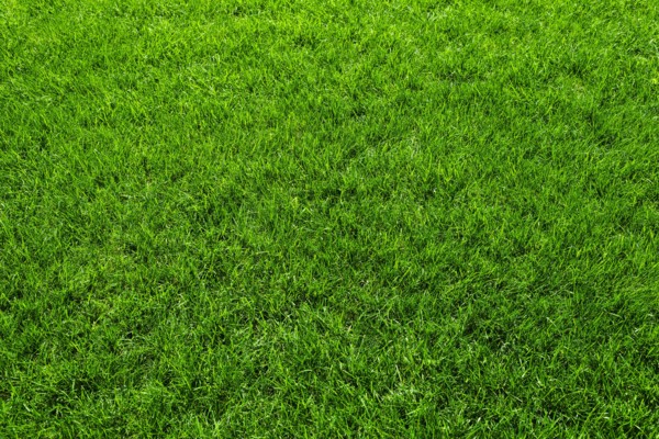 Green grass.