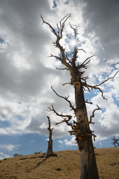 Dead trees.