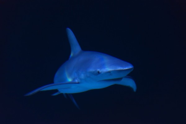 Underwater view of shark in sea.