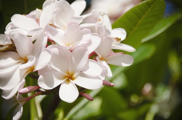 Close-up of plumeria. Photo : Jamie Grill