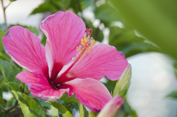 Close-up of pink hibiscus. Photo : Jamie Grill