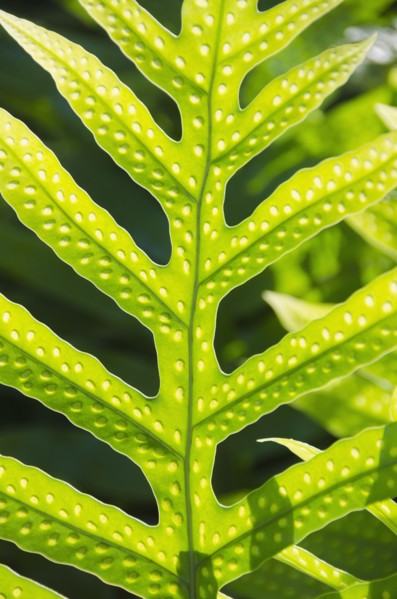 Close up of leaf. Photo: Jamie Grill