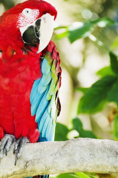 Colorful parrot. Photo : Jamie Grill