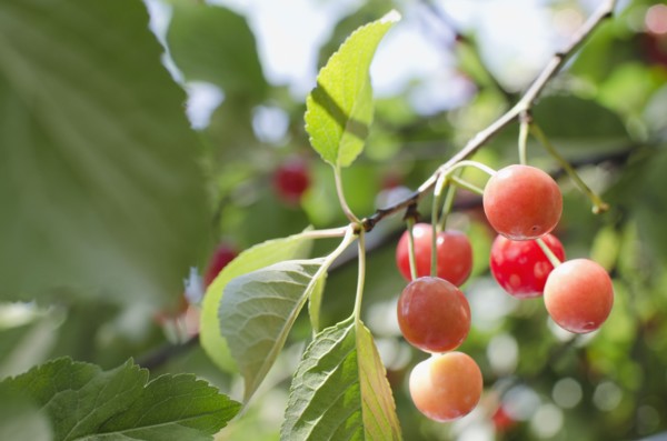 Cherries on cherry tree. Photo : Jamie Grill