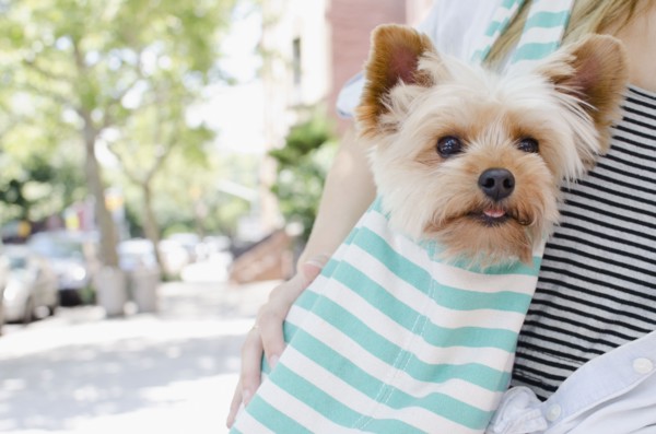 Woman carrying Yorkshire terrier. Photo : Jamie Grill