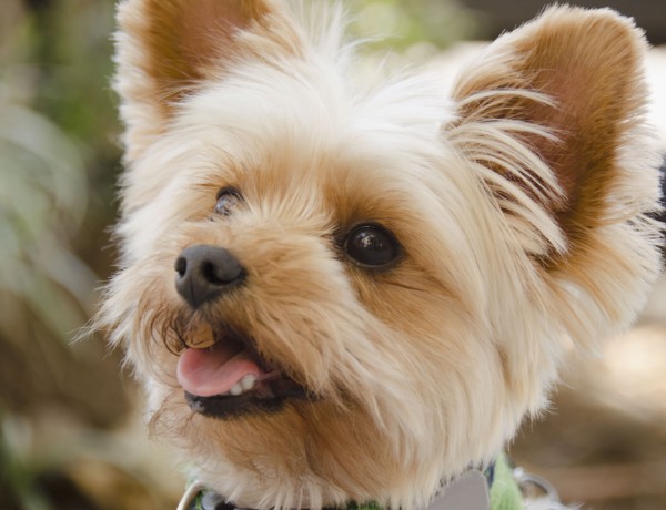 Portrait of Yorkshire terrier. Photo : Jamie Grill