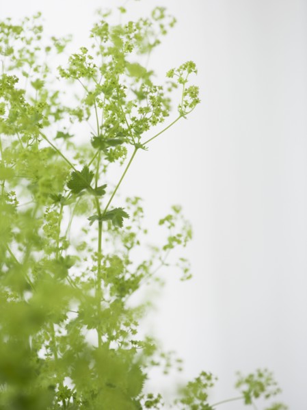 Studio shot of green plants. Photo : Jamie Grill