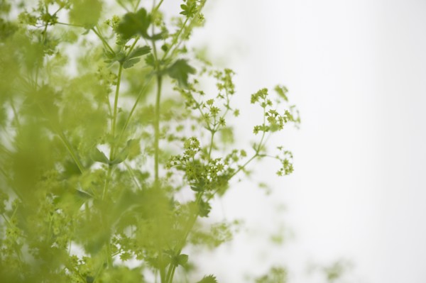 Studio shot of green plants. Photo : Jamie Grill